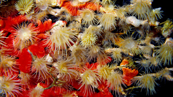 Anemone Close-up