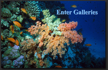 Enter Life In The Seas Galleries
