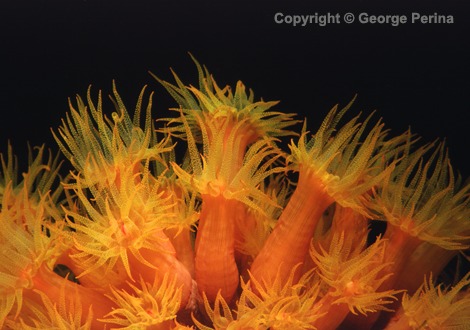 Orange Cup Corals