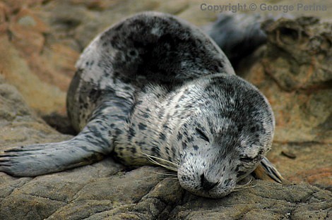 Sleeping Seal Pup