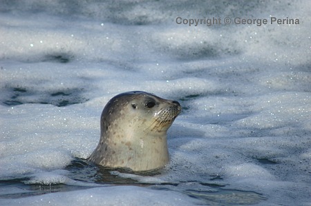 Peering Harbor Seal