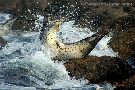 Splash Seal