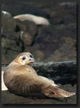 Seals Gallery