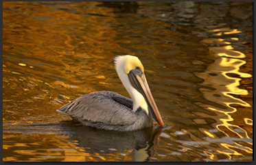 View this golden pelican on my website