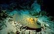 Blue-spotted ray