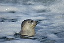 Peering Harbor Seal