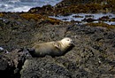 Pup Seal Sleeping