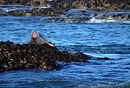 Seal Yawn