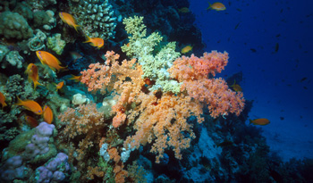 Soft Corals