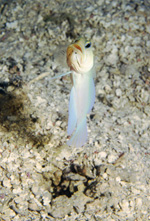 Jawfish